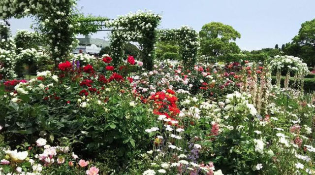 山下公園 未来のバラ園